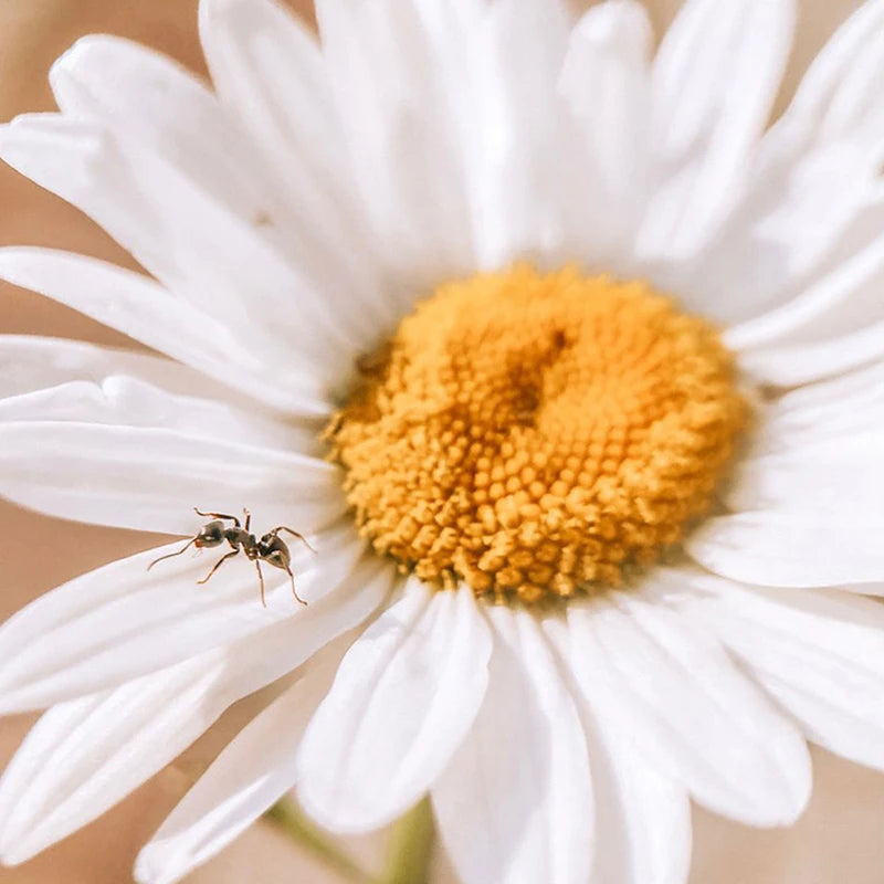 Ulanzi 75MM 10X Super Macro Lens Phone Camera Lens 17MM Thread Phone Lens with Clip for iPhone 15 14 Sumsang