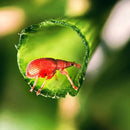 Ulanzi 75MM 10X Super Macro Lens Phone Camera Lens 17MM Thread Phone Lens with Clip for iPhone 15 14 Sumsang