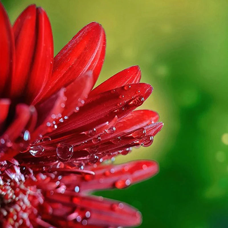 Ulanzi 75MM 10X Super Macro Lens Phone Camera Lens 17MM Thread Phone Lens with Clip for iPhone 15 14 Sumsang